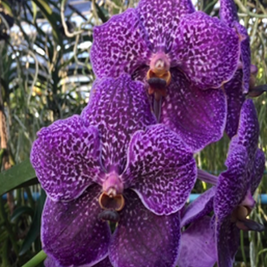 Vanda Orchid (Dr.Anek x Butterfly)#655 Mature - Ready To Flower