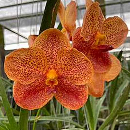 Vanda Orchid (Fuchs Harvest Moon x Dhong Chai Pulaswat)# 616 Mature - Ready To Flower