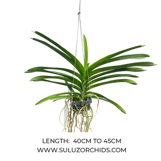 Vanda Orchid V.(Gordon Dillon x Tubtim) x Gordon Dillon Blue Mature - Ready To Flower