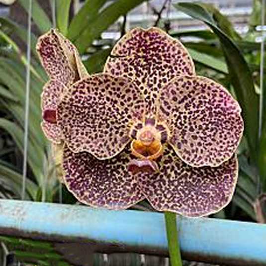 Vanda Orchid Kulvadee Fragrant # 708 Mature - Ready To Flower