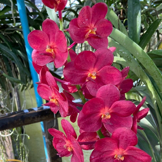 Vanda Orchid (Virat x Dr.Anek) #565 Mature - Ready To Flower