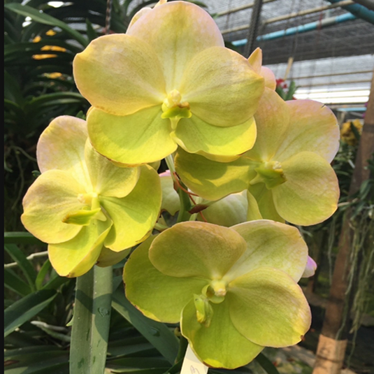 Vanda Orchid Yellow Butterfly # 466 Mature -  Ready To Flower