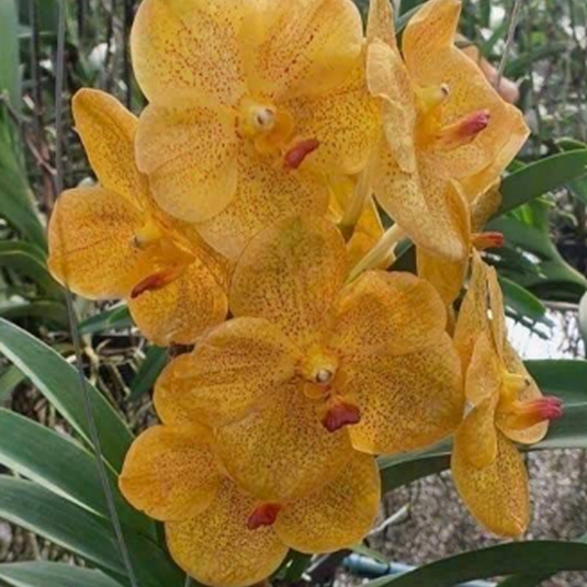 Vanda Orchid Yellow Butterfly # 646 Mature - Ready To Flower