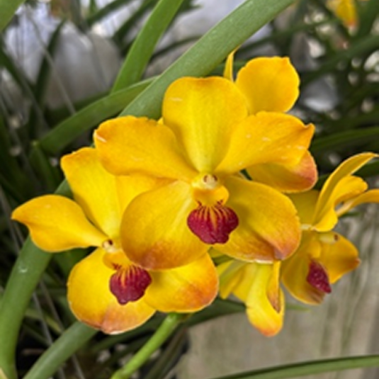 Vanda Orchid (Tristar Gold x Luisa. thailandica) Mature - Ready To Flower