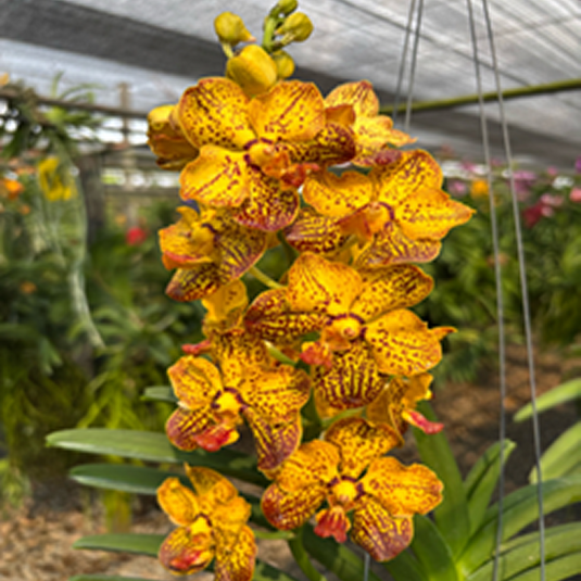 Vanda Orchid Butterfly Mature - Ready To Flower