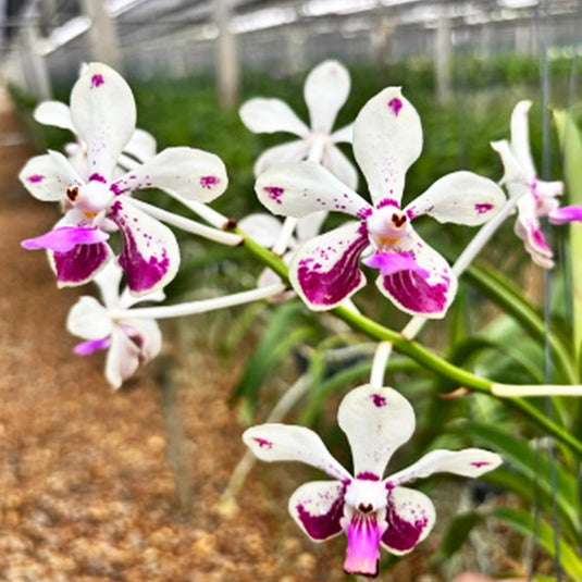 Vanda Orchid Loke Mature - Ready To Flower
