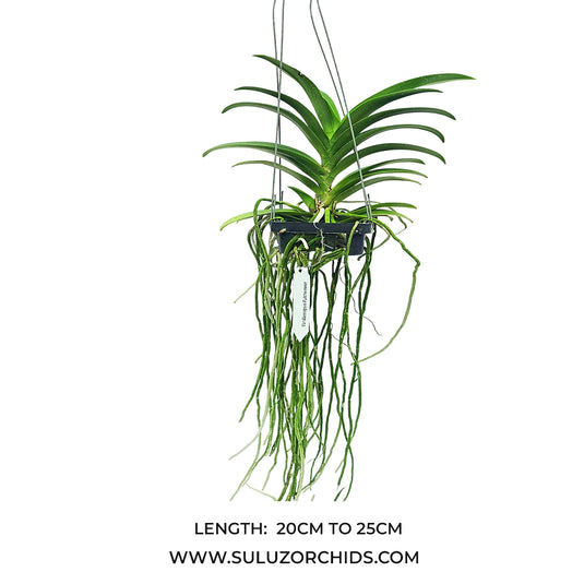 Vanda orchid mature plant with lush green foliage