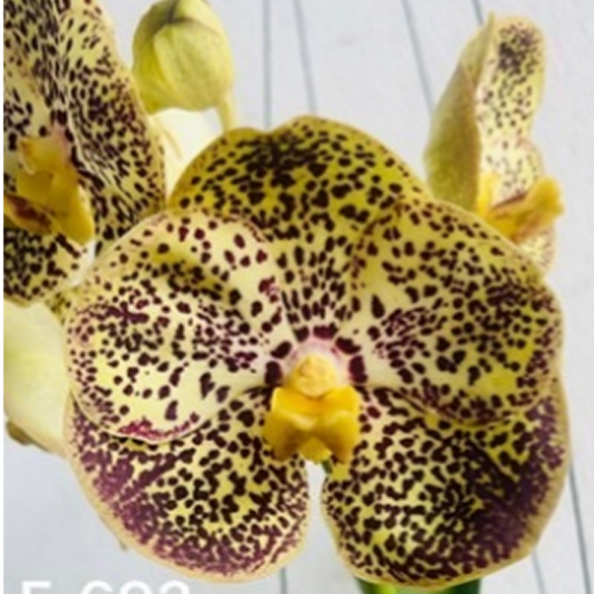 Vanda Orchid (Varut Leopard x Kulvadee Fragrant)# 692 Mature - Ready To Flower