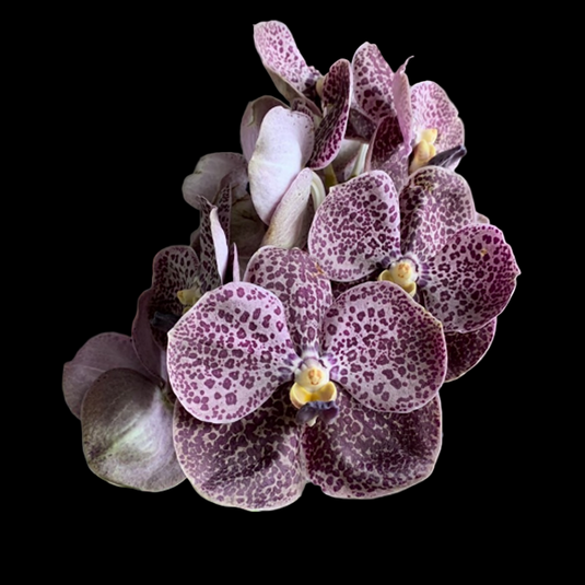 Vanda Orchid (Varut Leopard x Kulvadee Fragrant)# 721 Mature - Ready To Flower