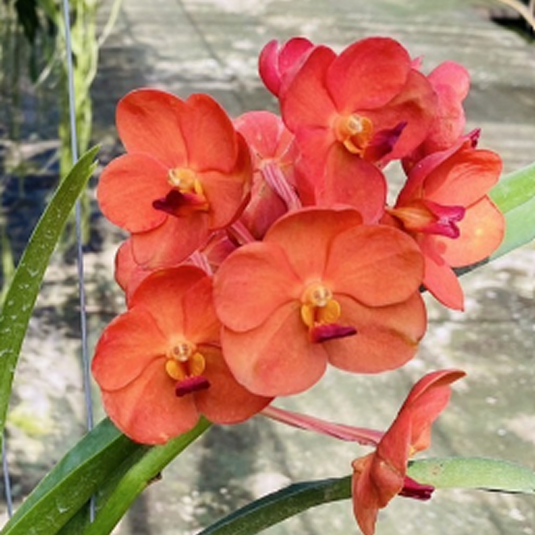 Vanda Orchid (Wilas x Dr.Anek) #647 Mature - Ready To Flower