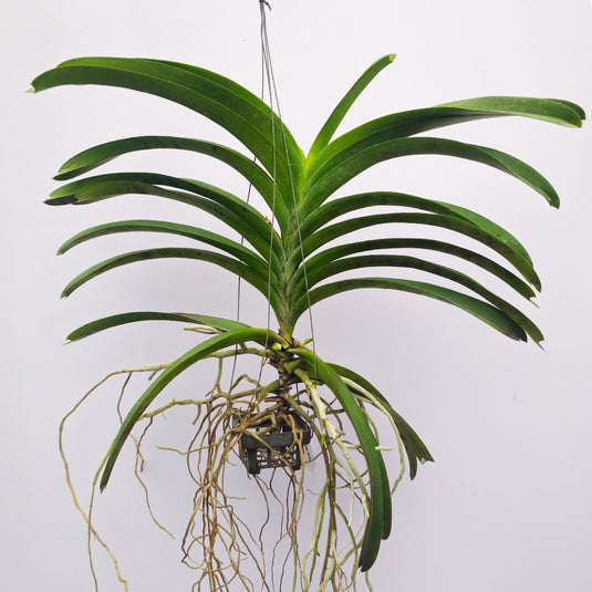 Yellow Vanda Orchid Flowering Plant By Suluz Orchids