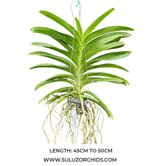 Vanda Orchid Plant - Pachara Delight Mature