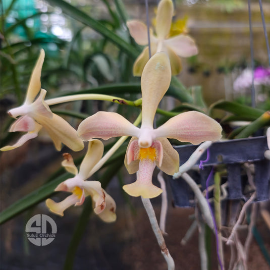 Vanda Paraphal Laycockii x Van Densoniana Rare Exotic Orchid