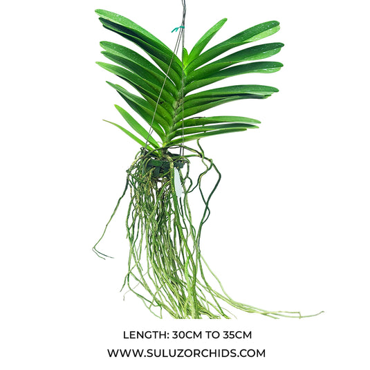 Vanda Orchid Perreiraara Bangkok Star - Ready To Flower