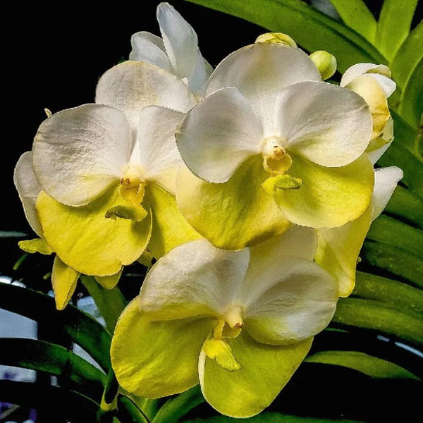 Vanda
