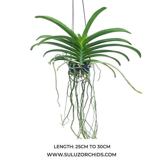 Vanda Witipanara Manoonya Rare Exotic Orchid