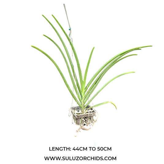 Vanda Orchid V.Roll on Red x Kagawara Christie Low Mature