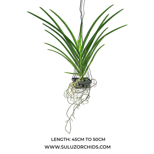 Vanda Orchid Roll on Red x Kagawara Christie Low mature plant with long strap-like green leaves