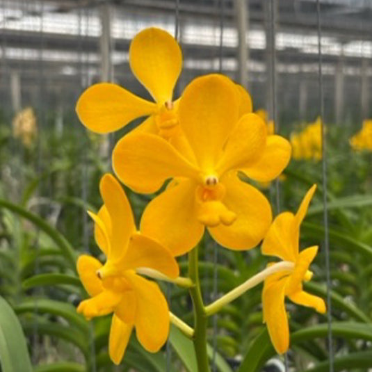 Vanda Orchid Sampoy Hybrid Yellow Mature