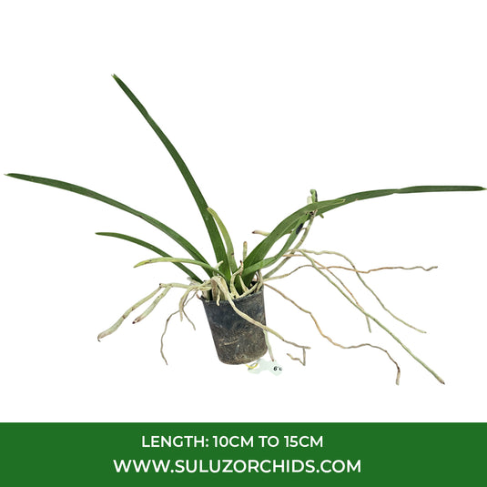 Vanda Orchid Plant - Sanchai Gold Spot No.9 Seedling