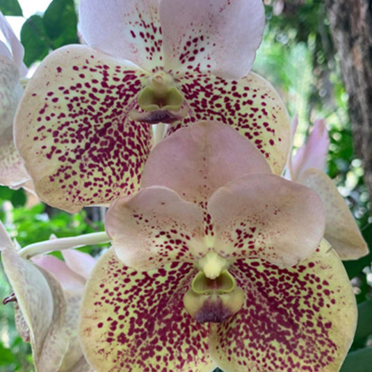 Vanda Orchid Plant - Sanchai Gold Spot No.9 Seedling