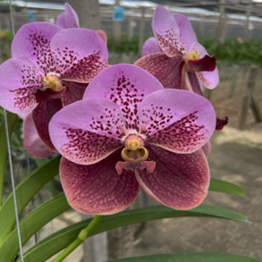 Vanda Orchid Sanderiana Hybrid  Mature