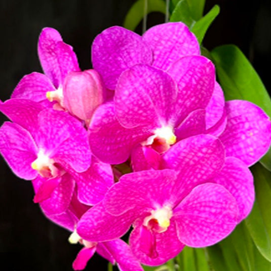Vanda Orchid  Vanda Siriporn Pink 'Pracha' Mature