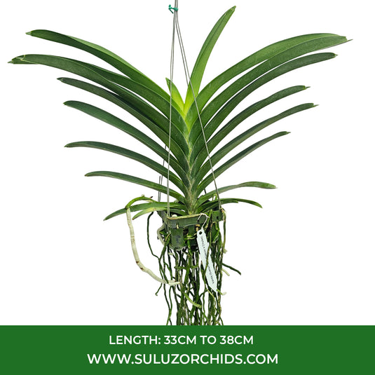 Vanda Orchid Vanda (Somsri Blue Classic x Chulee) Mature - Ready To Flower