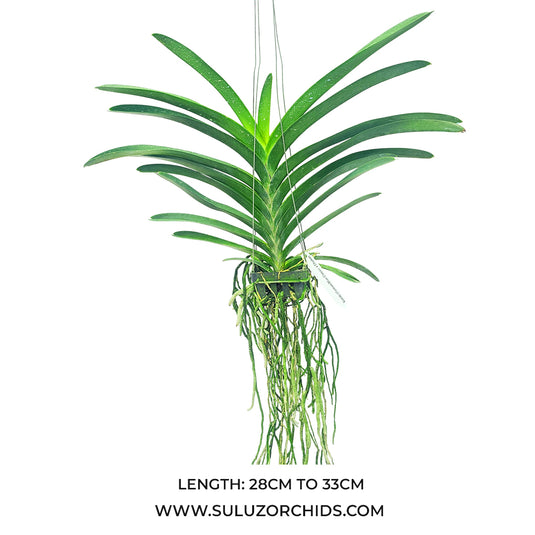 Vanda Orchid Vanda (Somsri Blue Classic x Chulee) Mature - Ready To Flower