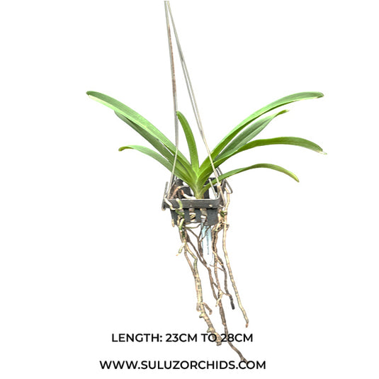Vanda Orchid Plant Somsri Glory Blue #2 Mature