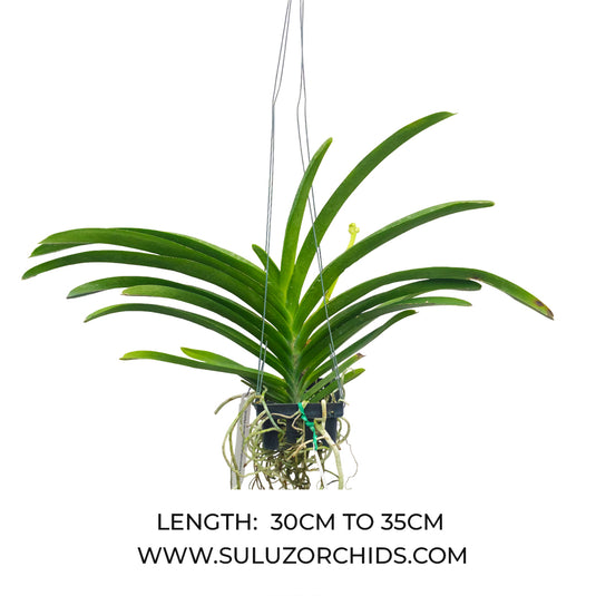 Vanda Orchid Suwannaphum Victory Marvel (Hybrid) Mature  - Ready To Flower