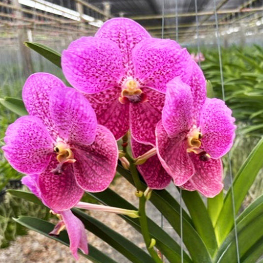 Vanda Orchid Suwannaphum Victory Marvel (Hybrid) Mature  - Ready To Flower