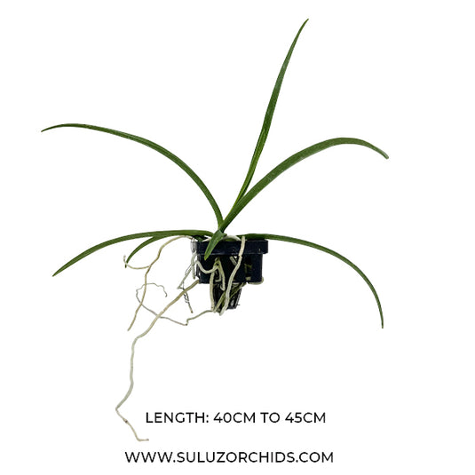 Vanda Sweetera Wong Yit Hoe Rare Exotic Orchid