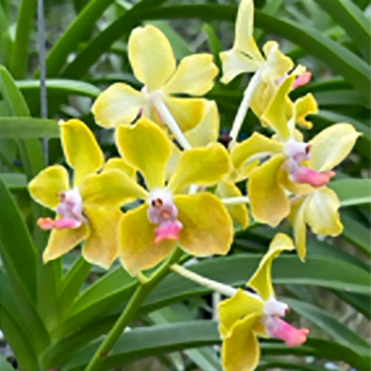 Vanda Orchid Tessallata x Suwannaphum Sunshine Mature