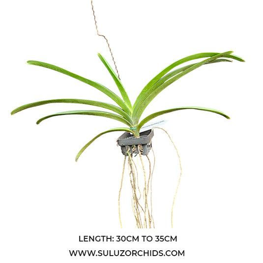 Vanda Orchid Plant - Thananchi Gold x Udom YellowMature