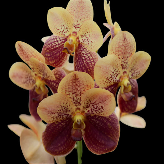 Vanda Orchid Two Tone Mature Plant