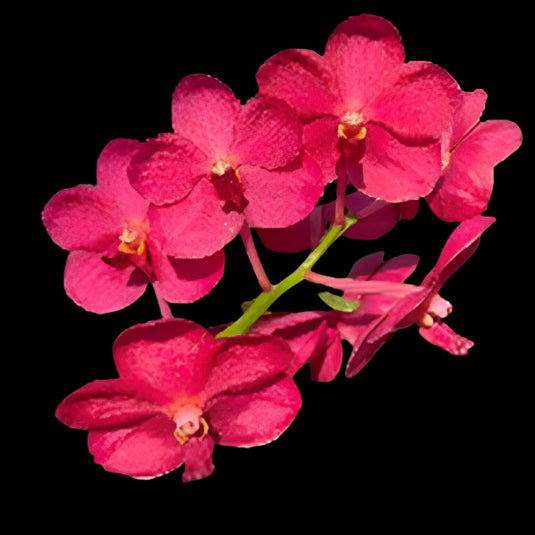 Vanda Orchid Udonchai Beauty Red Mature