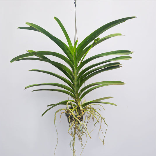 Vanda Orchid V.(Varuth Leopard x Nopporn Golden Dream) #703 Mature