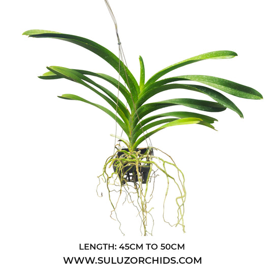 Vanda Orchid Yellow Butterfly # 646 Mature - Ready To Flower