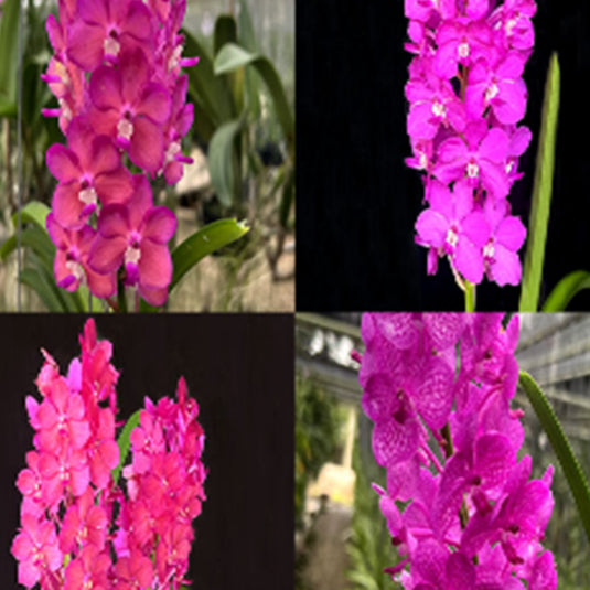 Vanda Orchid  Vandachostylis Pine River 6N x Aroonsri (Hybrids) Mature