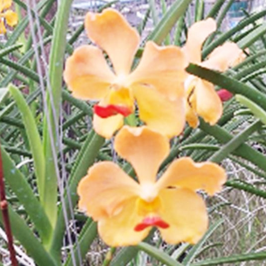 Mokara Orchid Velthuis Joe X Thailand Gold - Mature Big Top Cutting - Ready To FLower