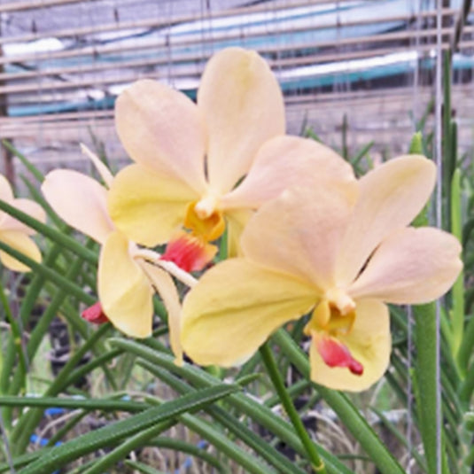 Mokara Orchid Velthuis x Udom Gold - Mature Big Top Cutting - Ready To Flower